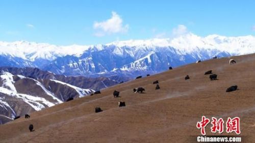 图为祁连山雪景。　武雪峰 摄