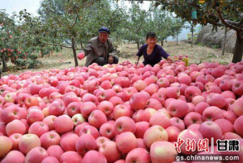 资料图:苹果丰收季，清水县果农们忙碌在果园里。钟欣摄。