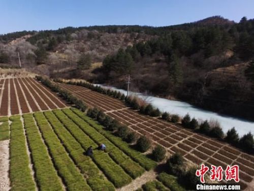 图为林木育苗员张小峰管护的大片露天苗圃地，对面林区就是靠产自这里的苗木绿起来的。　杨艳敏 摄