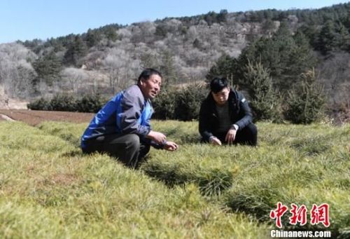 3月上旬，林木育苗员张小峰(左)和他的儿子张旭忙碌在露天苗圃地里。　杨艳敏 摄