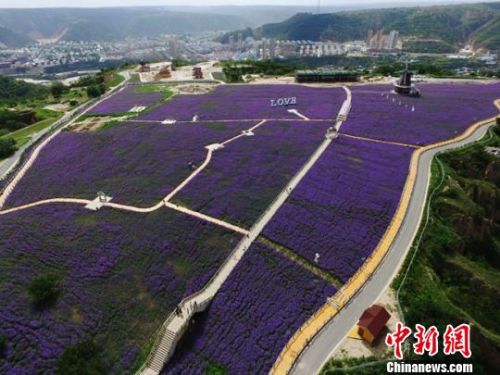 资料图。2017年8月，甘肃省庆阳市庆城县黄土高原上的薰衣草盛开，犹如大地调色板。这是当地是依托周祖陵景区新建的一处集旅游休闲、生态观光、婚纱摄影、度假养生、采摘体验等功能为一体的大型文化生态旅游项目，占地450亩。　杨艳敏 摄