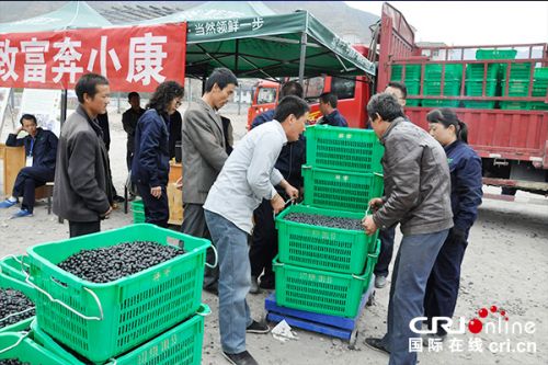 【供稿待审】陇南武都：从甘肃偏僻小镇到中国橄榄之城（精准扶贫）