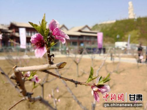 图为兰州市安宁区仁寿山上桃花开。（资料图） 