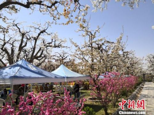 “世界第一古梨园”风光独好特色旅游资源引客赏景