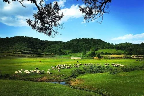 绿意盎然——清水冯河草原夏日风光美