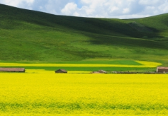 甘南美仁大草原 青藏高原特有高山草甸草原地貌