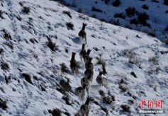 百只岩羊在祁连山雪域高原上自由觅食