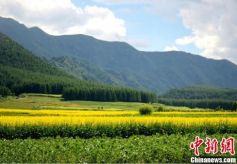 甘肃渭水河畔油菜花开 蜜蜂采蜜游人流连