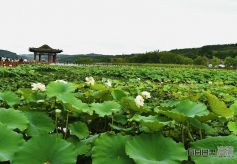 全国网媒记者走进甘肃西和晚霞湖 赏荷花、品民俗