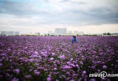 甘肃金昌——由“镍都”变身“花海”