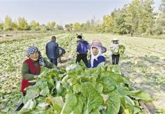 甘肃兰州市中龙公路沿线土门川村民种植的蔬菜喜获丰收