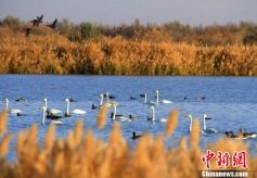 甘肃黑河湿地迎来大群候鸟