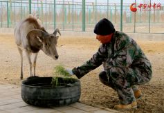 甘肃阿克塞：成为野生动物的自由栖息地