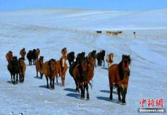 甘肃山丹军马场迎降雪美景怡人