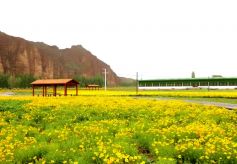 永昌县毛家庄村农田上“种”出好风景