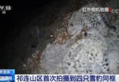 甘肃祁连山区首现四只雪豹同框罕见画面