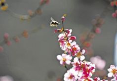 敦煌旅游进入夏季模式 莫高机场航班增加 莫高窟调整票价