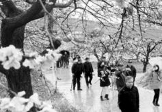 兰州市首届杏花旅游节启幕