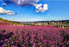 甘肃清水：花舞北山醉游人