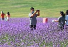 酒泉玉门：美丽“花海”引客来