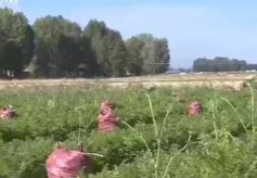 永昌金川西村：幸福生活映照山水间