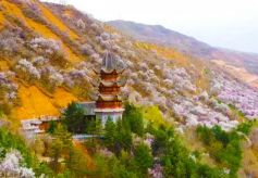 临夏市：“花海景观”扮靓山野