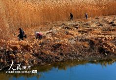 甘肃张掖：湿地芦苇全面开割