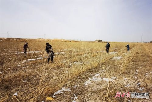 图片3 瓜州县沙河回族乡民和村的枸杞地里，枸杞种植户忙碌的身影.png