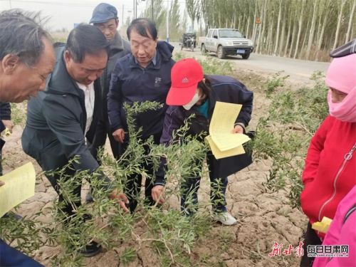 图片5 林果技术专家对农户开展枸杞田间栽植、整形修剪、水肥管理、病虫害防控、采收制干等方面的培训.png