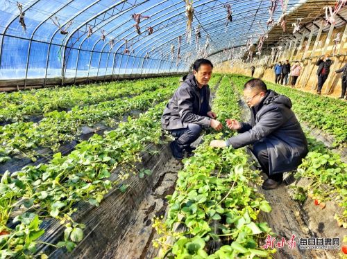 西峰区农技人员深入田间地头为种植户送技术，送服务。 王春燕摄.jpg