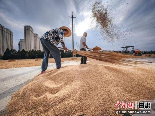 2022年6月21日，庆阳市西峰区农民抢抓有利时机，收割、晾晒小麦。(资料图)庆阳市宣传部供图