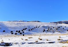 甘肃祁连山国家公园雪后初霁静美如画