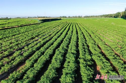 图二：灵台县上良镇朝天椒规模化种植基地（杨刚）.jpg