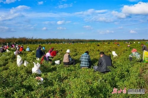 图一：灵台县上良镇朝天椒规模化种植基地采摘现场（杨刚）.jpg