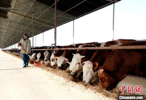 图为民勤县肉牛养殖基地工人正在为肉牛添加精心配制的饲料。　马爱彬 摄