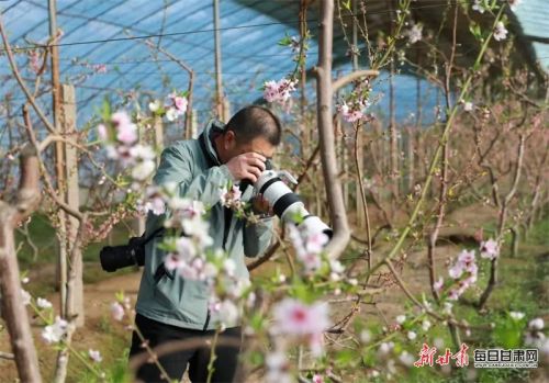 温室大棚里桃花盛开1.jpg