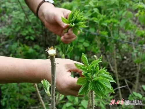 华亭时令野菜鲜2（刺椿头） (3).jpg