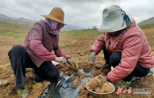 特写村民种植.jpg