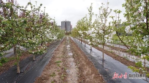 静宁县果树果品研究所实验田里的苹果树.JPG