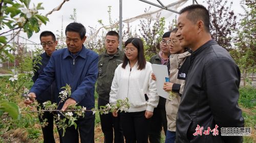 李建明和同事在试验田研究花期果树.JPG