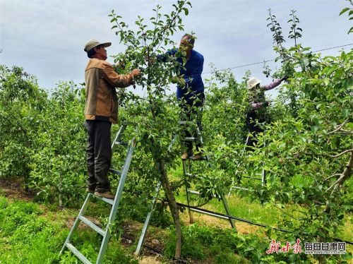 西峰区铁楼村村民在苹果园里疏果。1王春燕 摄.jpg