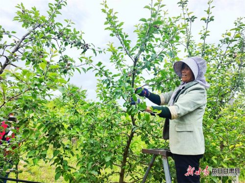 西峰区铁楼村村民给苹果树疏果。王春燕 摄.jpg