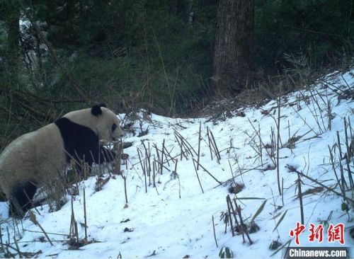 图为红外相机拍摄到的野生大熊猫。(资料图)甘肃白水江国家级自然保护区供图