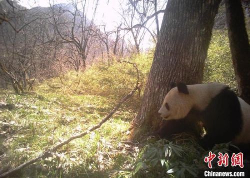 图为甘肃白水江国家级自然保护区野生大熊猫“抢镜”。(资料图)甘肃白水江国家级自然保护区供图