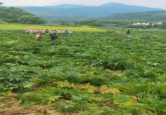 华亭市马峡镇：聚力打造中医药“绿色产业链”