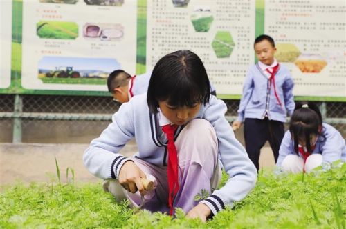 孩子们在校园劳动实践基地拔草