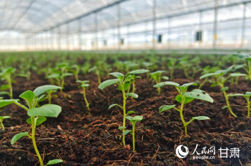 椰糠基质栽培的马铃薯苗。人民网记者 米媛摄