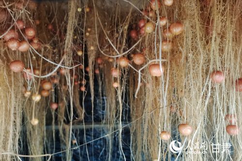 雾培培育的马铃薯原原种。人民网记者 米媛摄