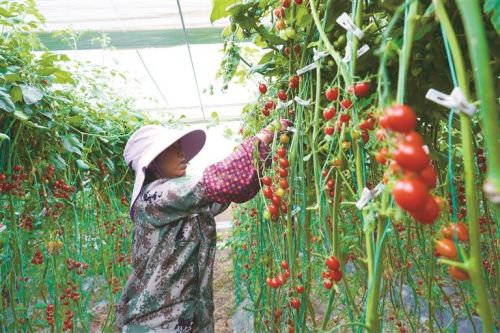 图为工人采收五彩小番茄。