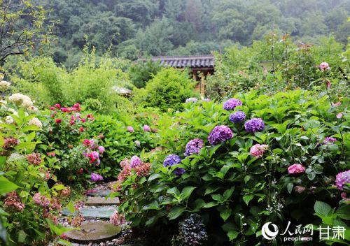 民宿院落中盛开的鲜花。人民网记者 邵兰摄